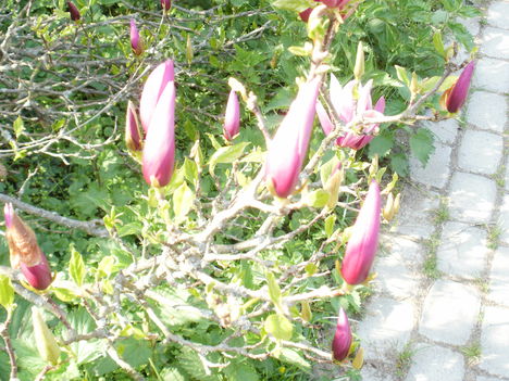 P4200166_01
