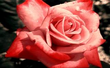 rose