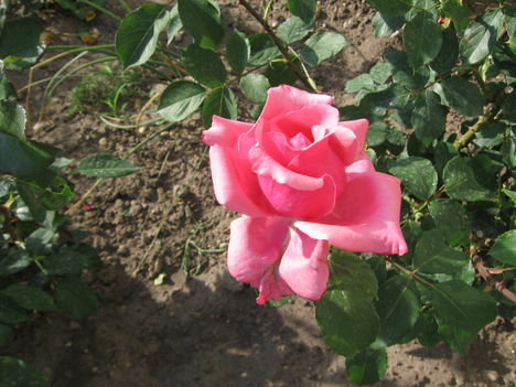 Rózsa