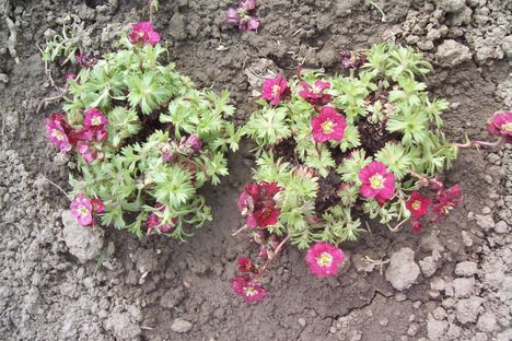saxifraga