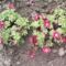 saxifraga