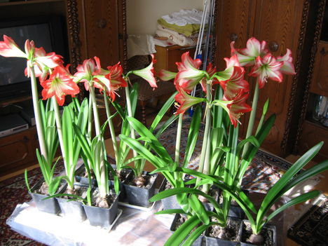 Sok Amarilis és mind egyszerre virágzik