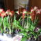 Sok Amarilis és mind egyszerre virágzik