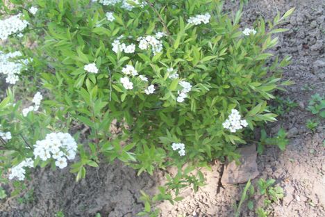 spirea
