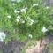 spirea