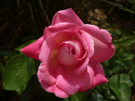 Tearózsa
