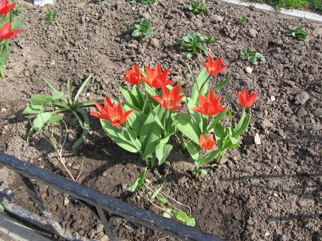 Tulipán
