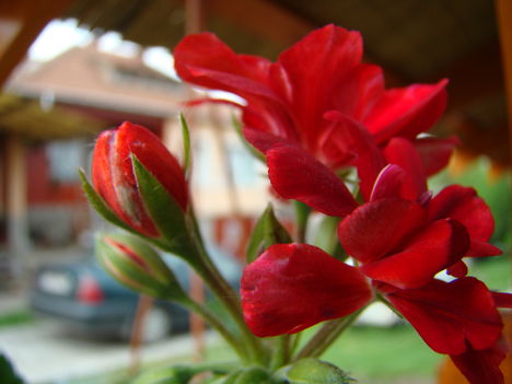 Virágaim (36)