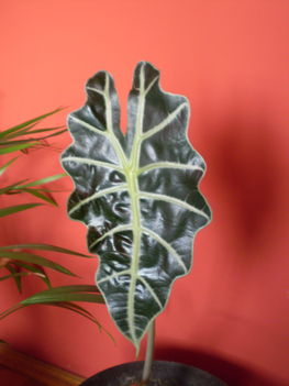 Alocasia