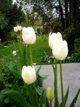 az oly ritka fehér tulipán