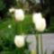 az oly ritka fehér tulipán