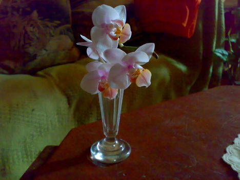 egy orchidea szála letört, és pici pohárba tettem