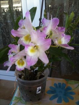 Dendrobium virítva