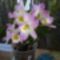 Dendrobium virítva