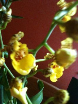 Oncidium virága