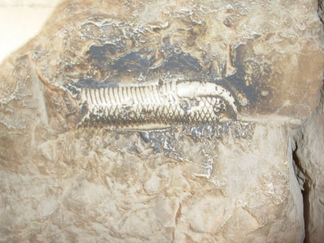 kobranyom