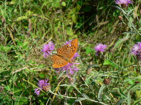 Mátrfüred-Kékes 2010.08.20.