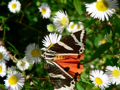 Mátrfüred-Kékes 2010.08.20.