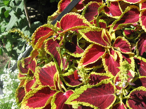 Coleus alacsony növésű