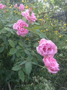 Illatos rózsák