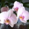 Lepke orchidea
