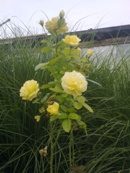 Sárga rózsa augusztus végén