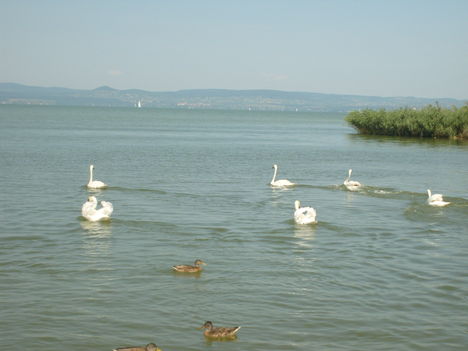 2010 Balatonszemes