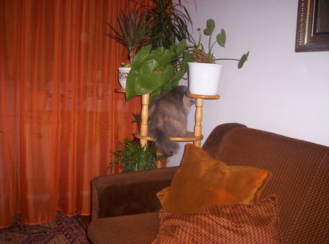 ciloka