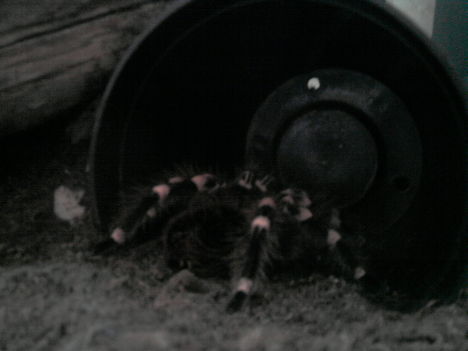 smithi