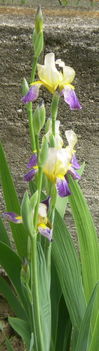 Iris