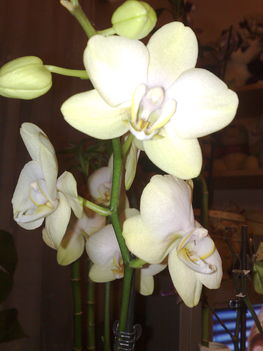 orchideák 003