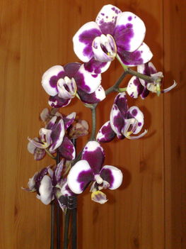 orchideák 005