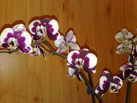 orchideák 006