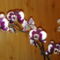 orchideák 006