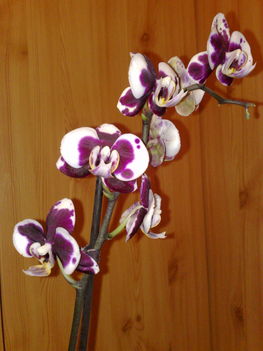 orchideák 007