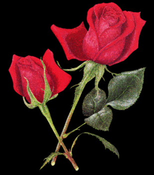 anim.vörös rózsa