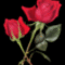 anim.vörös rózsa