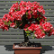 bonsai azalea