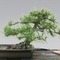 bonsai feketefenyő