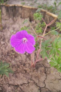 geranium