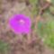 geranium