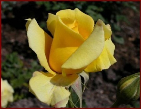 szép sárga rózsa