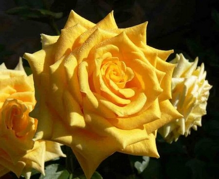 Szép sárga rózsa