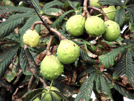 2010_0910Egy0067