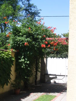 2010 nyár 023