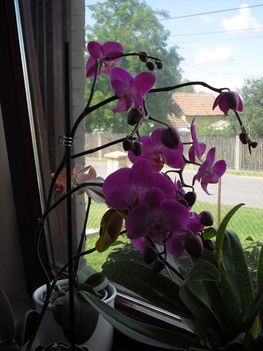 Lila orchideám  
