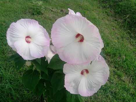 mocsári hibiszkusz 1