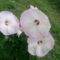 mocsári hibiszkusz 1
