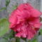 piros hibiszkusz