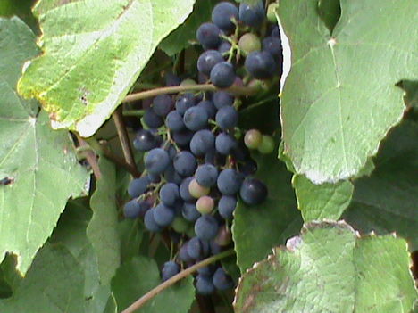 Bioszőlő